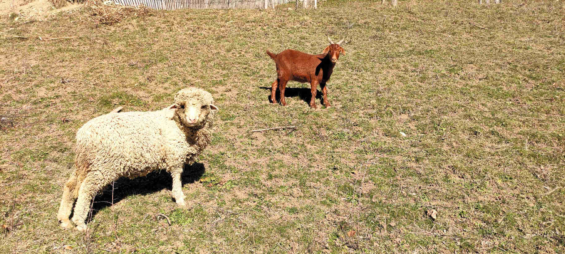 Un mouton blanc et un chevreau brun sur un terrain herbeux