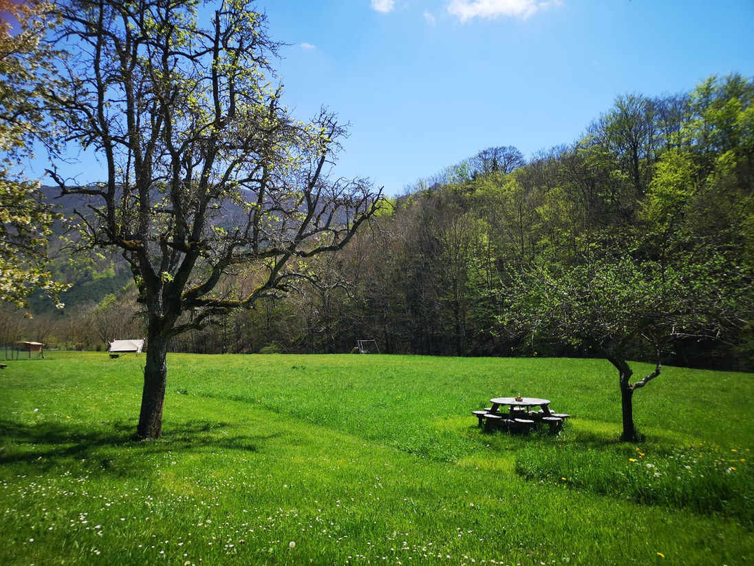 Un paysage paisible avec un ciel bleu clair, deux arbres aux feuilles naissantes au printemps, un terrain verdoyant parsemé de petites fleurs blanches et jaunes, et une table de pique-nique en bois